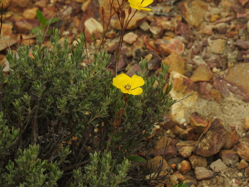 Image of Cistus ocymoides by (c) Duarte Frade, some rights reserved (CC BY)