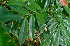 Machaerium condensatum