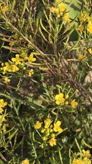 Rorippa sylvestris