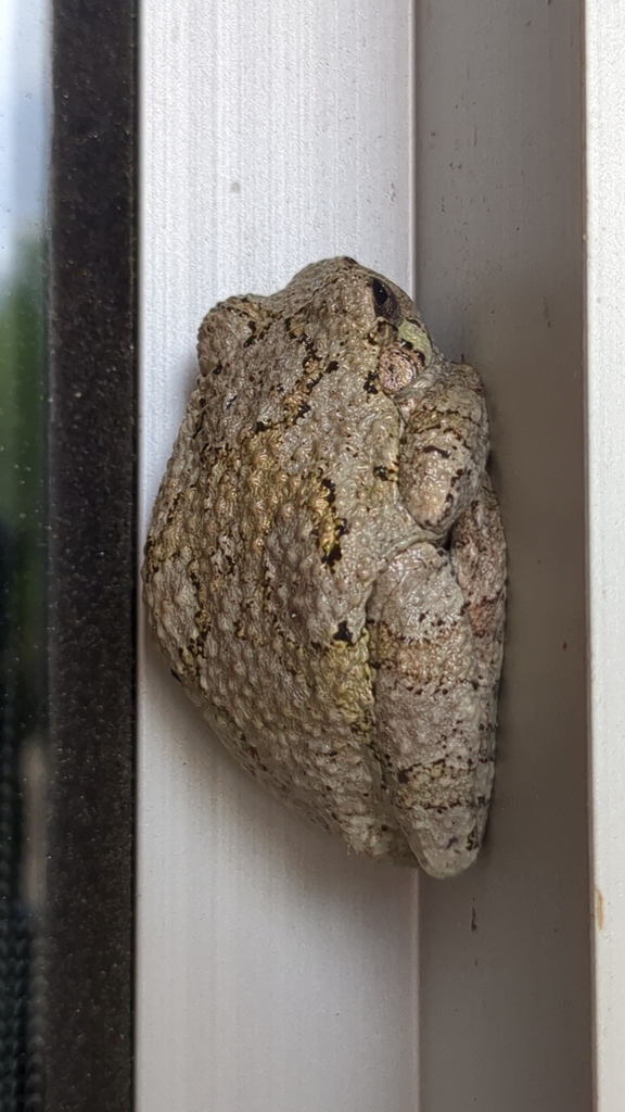 Gray Treefrog Species Complex in April 2025 by tamtee · iNaturalist