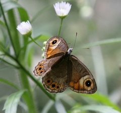 Lasiommata schakra