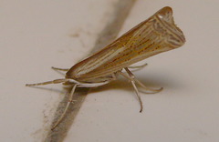 Ancylolomia
