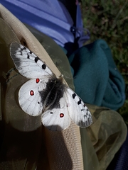 Parnassius phoebus
