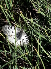 Parnassius phoebus