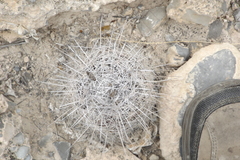 Coryphantha