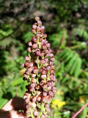 Rhus × borealis