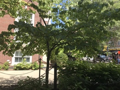 Cercis canadensis