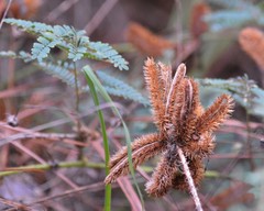 Mimosa hystricina