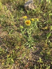 Pentanema britannica