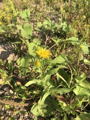 Pentanema britannica