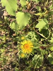 Pentanema britannica