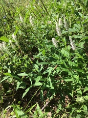 Veronicastrum virginicum