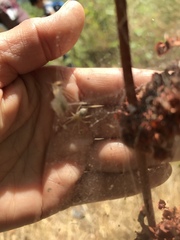 Araneoidea