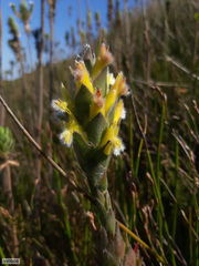 Mimetes palustris