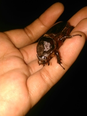 Oryctes rhinoceros