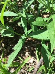 Veronicastrum virginicum