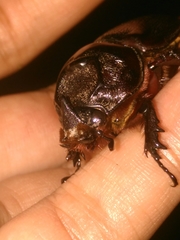 Oryctes rhinoceros