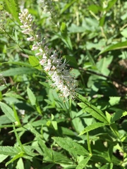 Veronicastrum virginicum