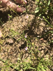 Spergula