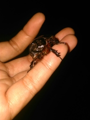 Oryctes rhinoceros
