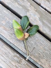 Quercus agrifolia