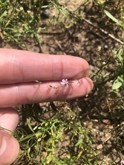 Spergula