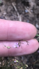 Spergula