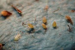 Fimbristylis quinquangularis quinquangularis