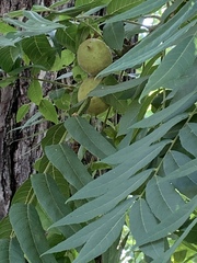 Juglans