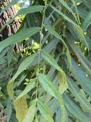Juglans