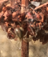 Araneoidea