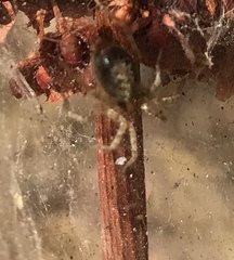 Araneoidea
