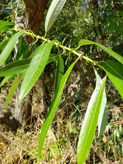 Salix