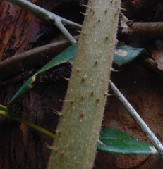 Machaerium condensatum