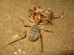 Galeodidae