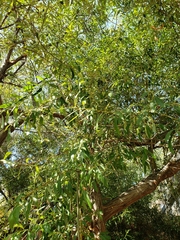 Salix