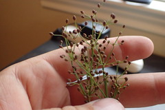 Fimbristylis quinquangularis quinquangularis