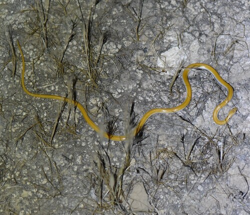 Rhynchocalamus levitoni