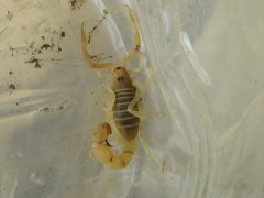 Parabuthus pallidus