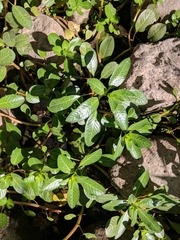 Ludwigia
