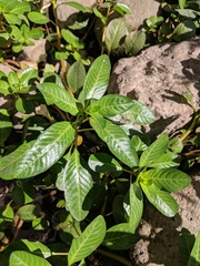 Ludwigia