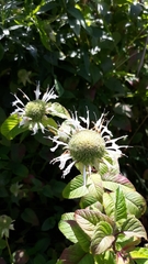 Monarda clinopodia