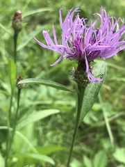 Centaurea oxylepis