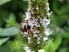 Epeolus bifasciatus