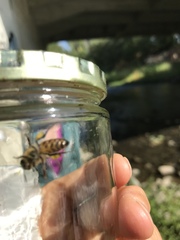 Apis mellifera