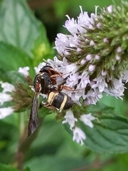 Epeolus bifasciatus