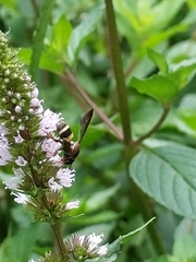 Epeolus bifasciatus