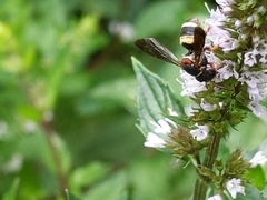 Epeolus bifasciatus