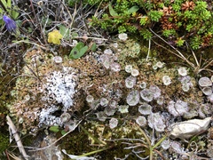 Cladonia pocillum