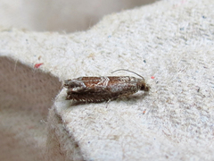 Sonia canadana